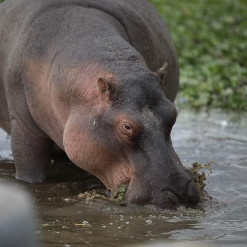 Photo #13313072