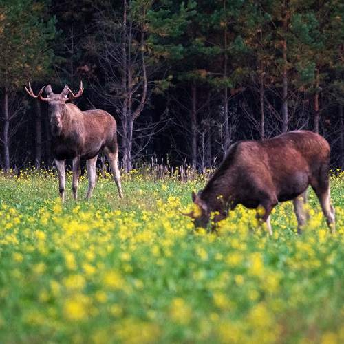 Фотография #13313133