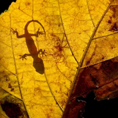 Фотография #13313414