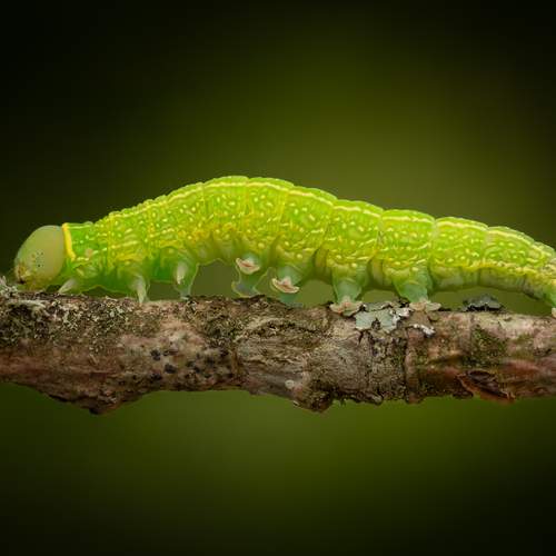Green caterpillar