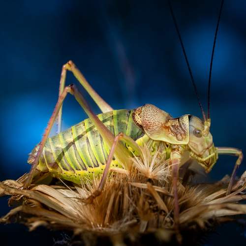 The Great green bush-cricket