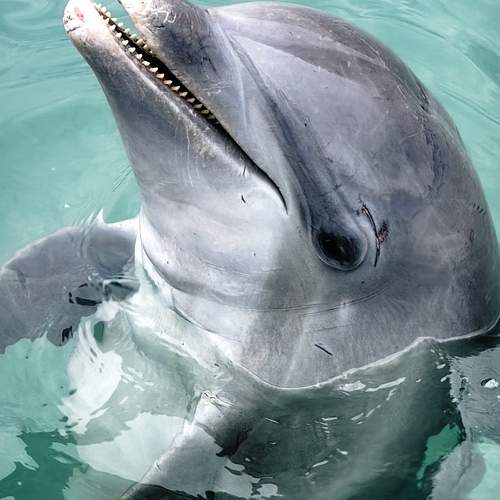 Photo #13313669