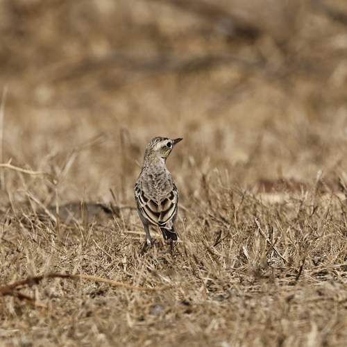 Paddy field Pipit