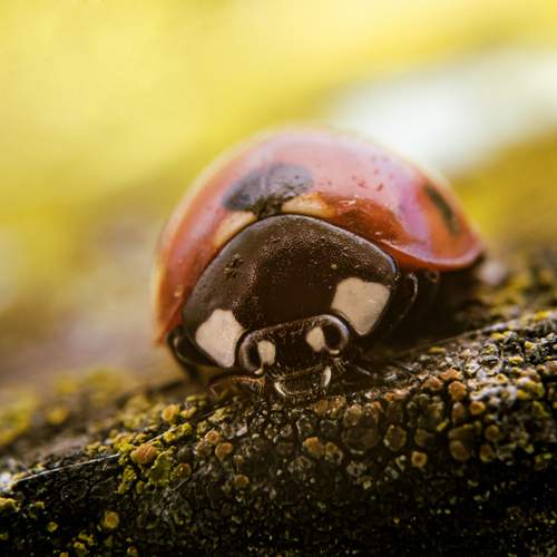Photo #13315030