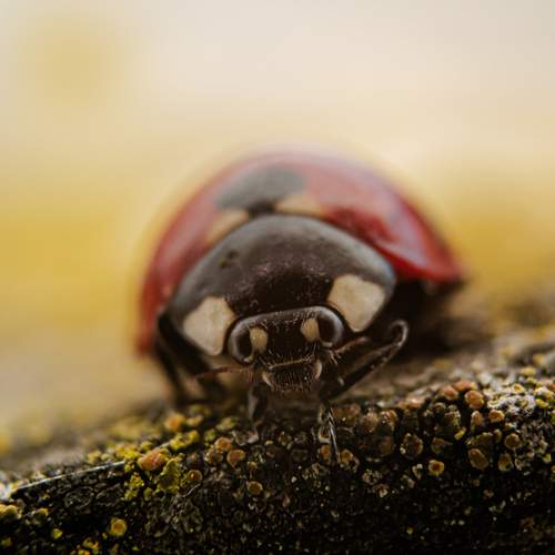 Photo #13315031