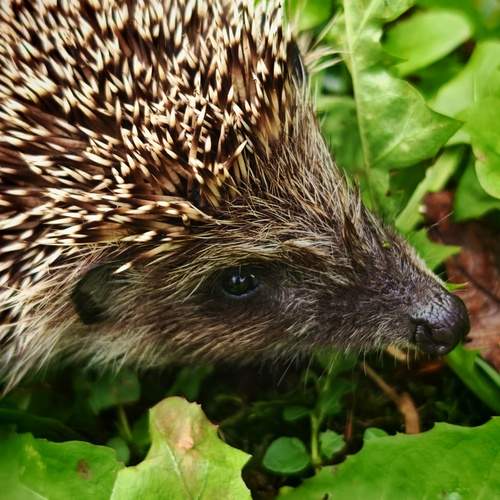 Photo #13315080