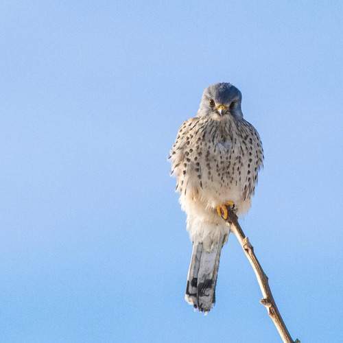 Photo #13315229