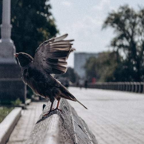 Photo #13315446