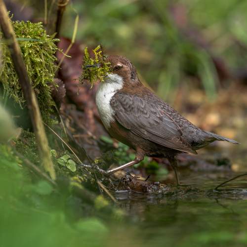 The Secret Life of a dipper