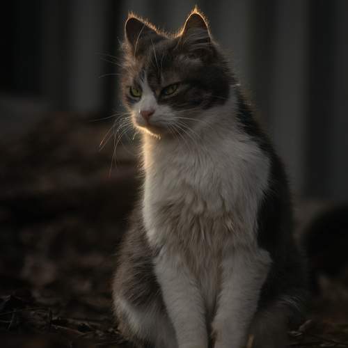 В лучах кошачьего спокойствия