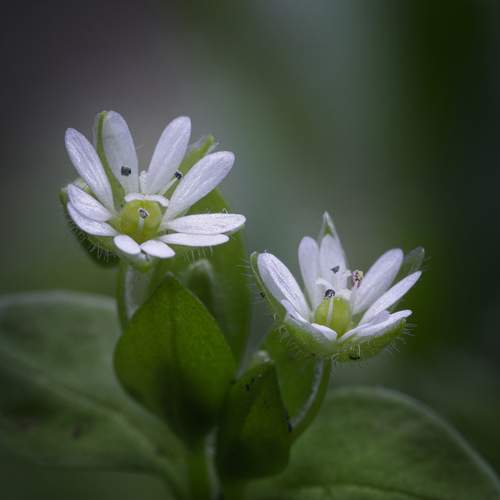 Весенний шепот