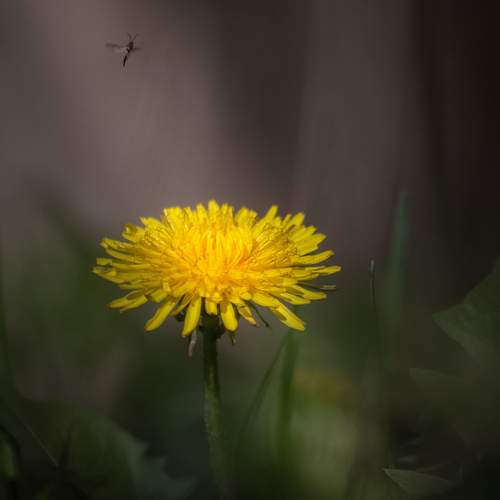 В ожидании гостя