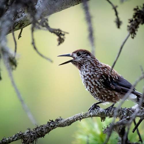Photo #13315836