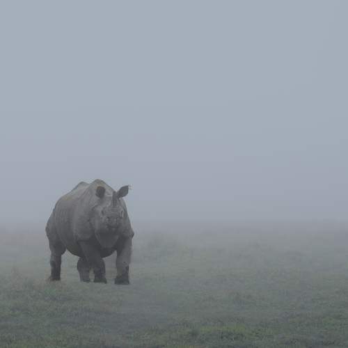 One Horn Rhinoceros