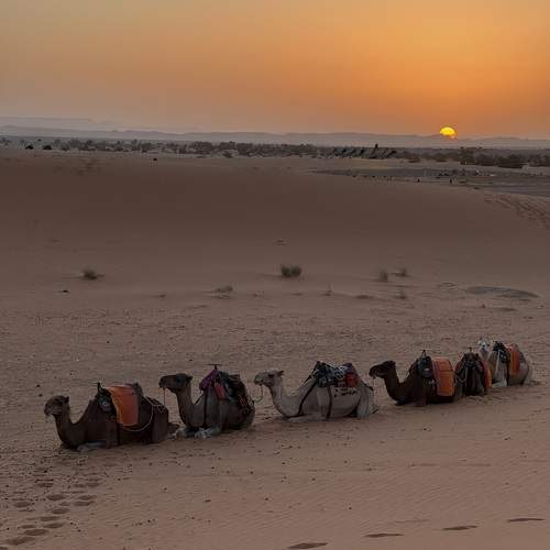 Фотография #13316454