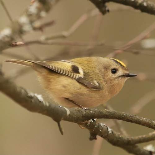 Photo #13316460