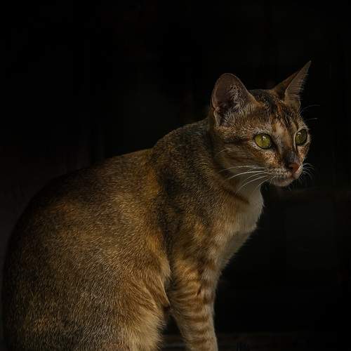 Photo #13316585