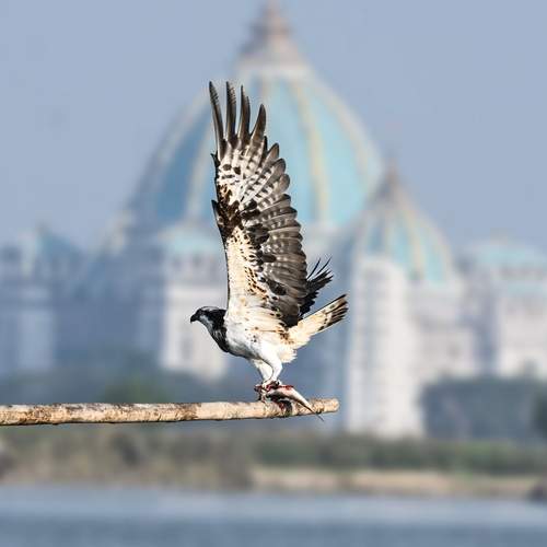 Osprey with catch