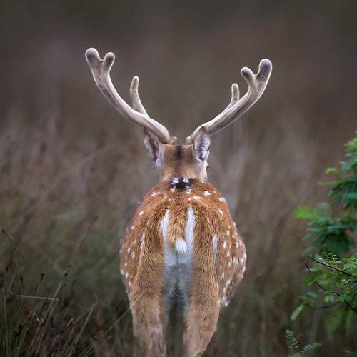 Photo #13316896