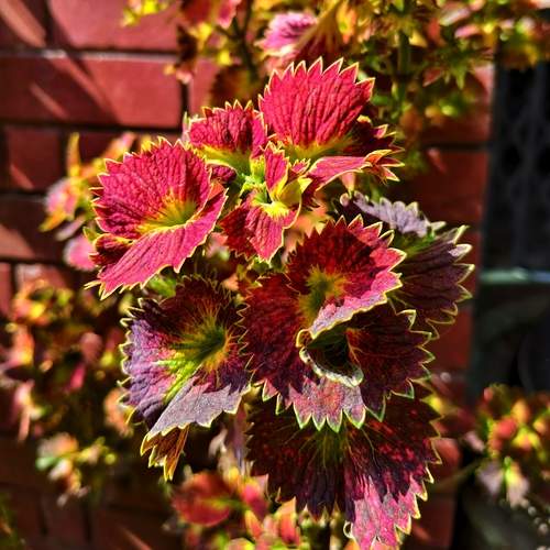 Coleus