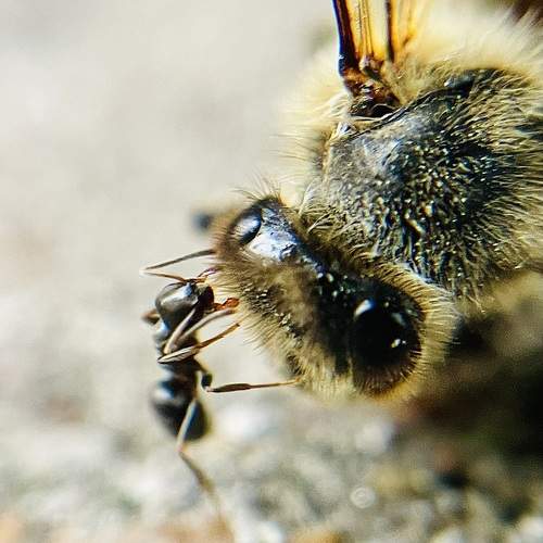 Photo #13317282