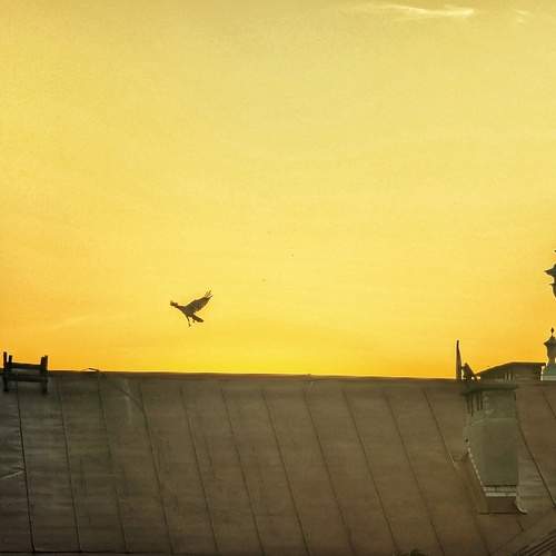 Photo #13317355