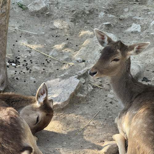 My mother guards my dreams