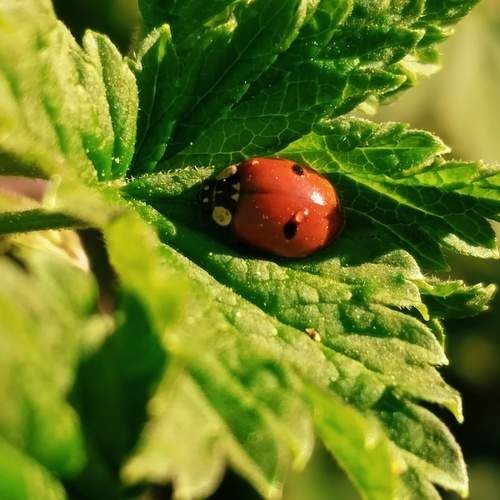 Божья коровка