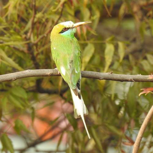 Green-White bee-eater
