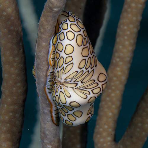 Photo #13318569