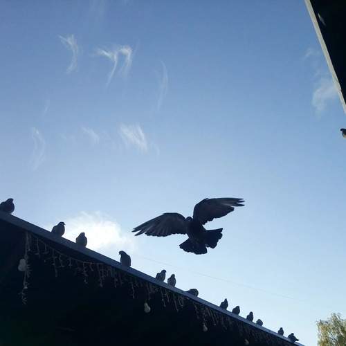 Photo #13319072