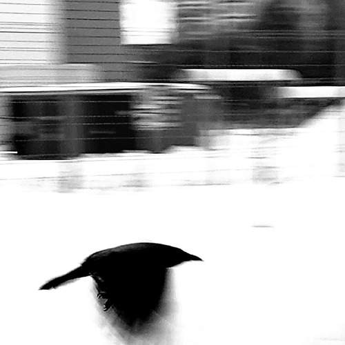 Photo #13319080