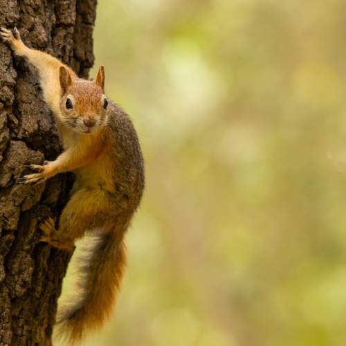 squirrel on a tree