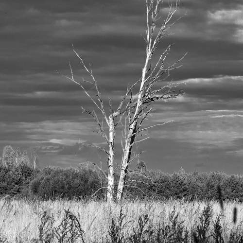 Photo #13319749