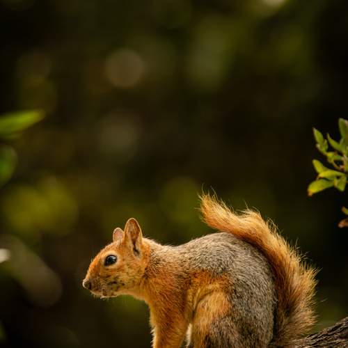 squirrel sitting on a tree
