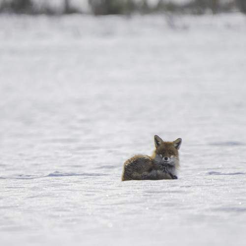 Photo #13320081