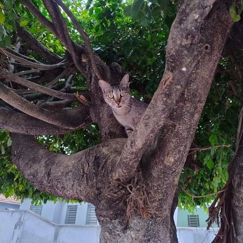 Photo #13320175