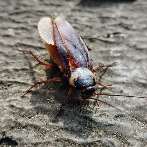 Cockroach