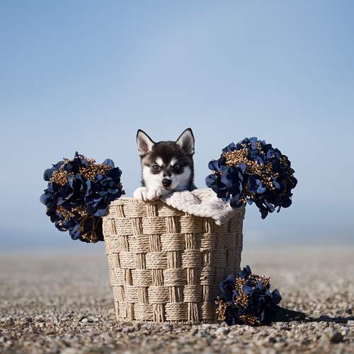 Фотография #13320571