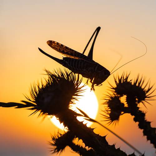 Photo #13320574