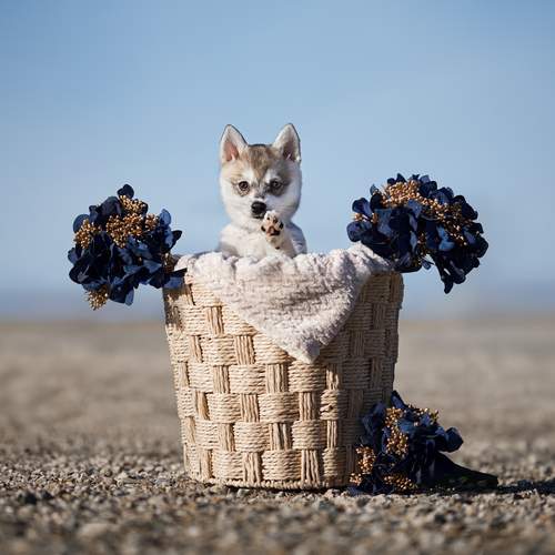 Фотография #13320591