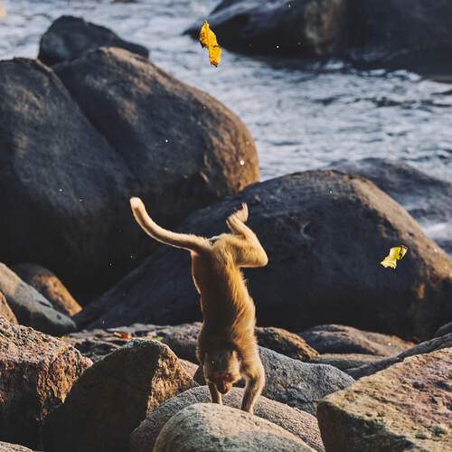 Photo #13320961