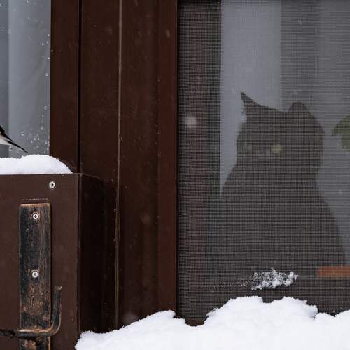 Photo #13320980