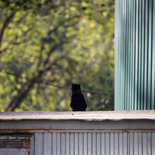 Photo #13320981
