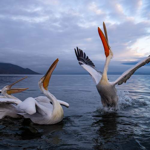 Фотография #13321030