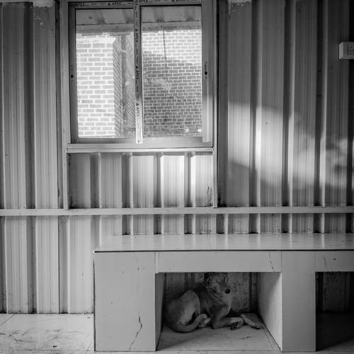 Photo #13321079
