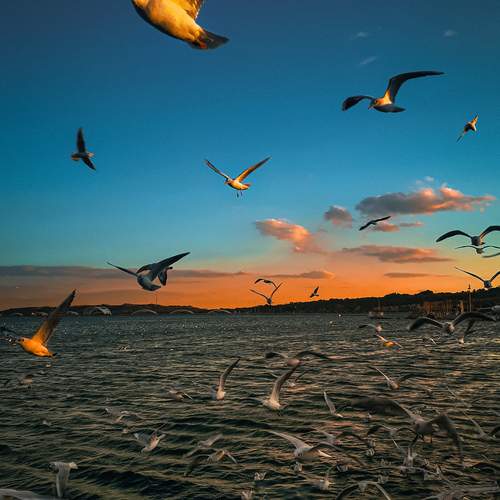 Фотография #13321284