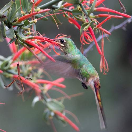 Momento de recolección.