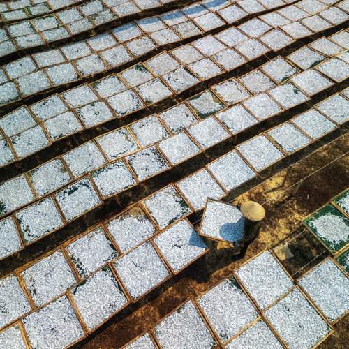 Drying Anchovies