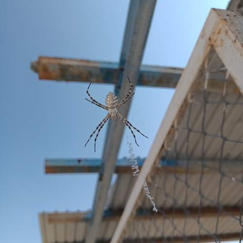 Desert Spider